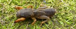Courtilière ou Taupe-grillon (Gryllotalpa gryllotalpa), larve au 5e stade, photo 1