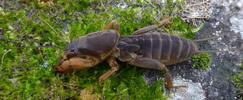 Courtilière ou Taupe-grillon (Gryllotalpa gryllotalpa), larve au 4e stade, photo2.