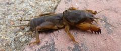 Courtilière ou Taupe-grillon (Gryllotalpa gryllotalpa), larve au 5e stade, photo 2.