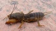 Courtilière ou Taupe-grillon (Gryllotalpa gryllotalpa), larve au 4e stade, photo 1.