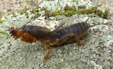 Courtilière ou Taupe-grillon (Gryllotalpa gryllotalpa), larve au 4e stade, en position défensive.