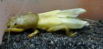Courtilière ou Taupe-grillon (Gryllotalpa gryllotalpa),  mue imaginale, photo 1.