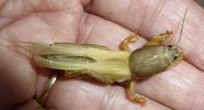 Courtilière ou Taupe-grillon (Gryllotalpa gryllotalpa),  mue imaginale , en main.