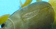 Courtilière ou Taupe-grillon (Gryllotalpa gryllotalpa),  mue imaginale, détail du tattoo.