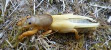 Courtilière ou Taupe-grillon (Gryllotalpa gryllotalpa),  mue imaginale, photo 4.