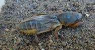 Courtilière ou Taupe-grillon (Gryllotalpa gryllotalpa), femelle prête à pondre, photo 1.