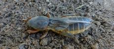 Courtilière ou Taupe-grillon (Gryllotalpa gryllotalpa), femelle prête à pondre, photo 3.