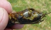 Courtilière ou Taupe-grillon (Gryllotalpa gryllotalpa), oeufs sur femelle accidentée..
