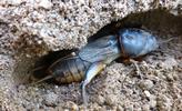 Courtilière ou Taupe-grillon (Gryllotalpa gryllotalpa), femelle dans son nid.