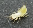 Courtilière ou Taupe-grillon (Gryllotalpa gryllotalpa), courtilière venant d'éclore, photo 2.