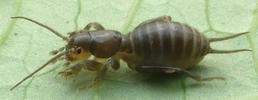 Courtilière ou Taupe-grillon (Gryllotalpa gryllotalpa), courtilière  2e stade larvaire, photo 1.