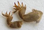 Courtilière ou Taupe-grillon (Gryllotalpa gryllotalpa), comparatif des pattes fouisseuses 2 et 3e stade larvaire, photo 1.