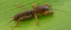 Courtilière ou taupe-grillon (Gryllotalpa gryllotalpa), juvénile, photo 1.