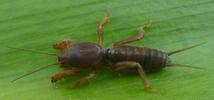 Courtilière ou taupe-grillon (Gryllotalpa gryllotalpa), juvénile, photo 2.