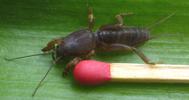 Courtilière ou taupe-grillon (Gryllotalpa gryllotalpa), juvénile avec allumette.