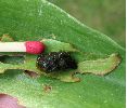 larve de criocère du lis (photo 1)