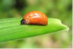 larve "dénudée" de criocère du lis (photo 1)