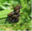 groupe de larves (Crioceris lilii) avant nettoyage