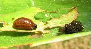 larve "dénudée" de criocère du lis (photo 2)