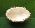 face interne de cocon de crioceris lilii