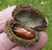 La Br&egrave;che ou Cucullie du bouillon blanc (Cucullia verbasci),  cocon ouvert, en main, avec chrysalide, photo 1.