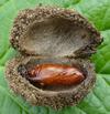 La Br&egrave;che ou Cucullie du bouillon blanc (Cucullia verbasci),  avec cocon ouvert et chrysalide, photo 2.