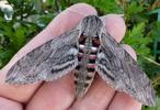 Sphinx du liseron (Agrius convolvuli), papillon en main.