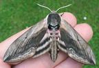 Sphinx du tro&egrave;ne (Sphinx ligustri), papillon en main.