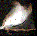 nid d'hivernage du cul-brun(Euproctis chrysorrhoea)