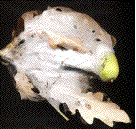 nid d'hivernage du cul-brun(Euproctis chrysorrhoea)