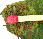 chenilles naissantes du "Cul-brun"