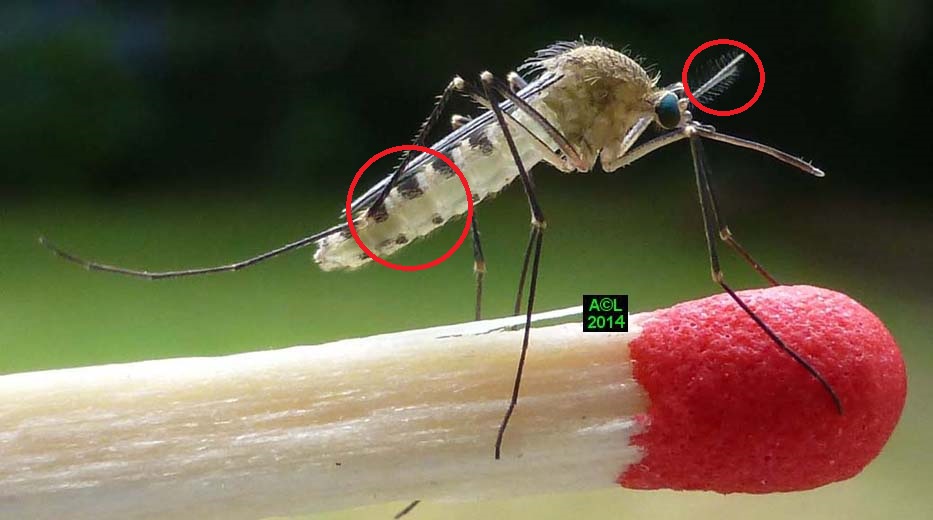 Quelles sont les différences entre un moustique mâle et un