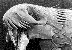 tête de puce (microscopie à balayage)