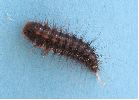 Dermestes undulatus, larve (photo 1)