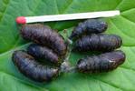 Bombyx disparate (Lymantria dispar), chrysalides, avec &eacute;chelle allumette