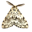 Lymantria monacha mâle au repos