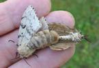 Bombyx disparate (Lymantria dispar), accouplement en vue ventrale