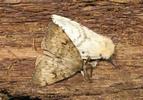 Bombyx disparate (Lymantria dispar), accouplement, photo 2