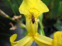 Donacia sericea  sur fleur d'Iris