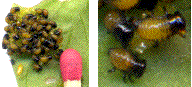 larves naissantes de doryphore