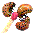 larves de doryphores (3e stade)