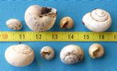 Drile jaunâtre ou Drile panaché (Drilus flavescens), comparaison des escargots attaqués, selon le sexe des larves, photo 1