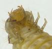 Drile jaunâtre ou Drile panaché (Drilus flavescens), prénymphe femelle anormale "bis", détail de l'avant corps vue ventrale.