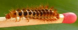 Drile jaunâtre ou Drile panaché (Drilus flavescens), larve femelle "à rebours", sur allumette, photo 3.