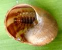 Drile jaunâtre ou Drile panaché (Drilus flavescens), larve dans son escargot, photo 2.