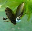 Colymbetes fuscus, avec sa bulle d'air, photo 1.