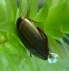 Colymbetes fuscus, avec sa bulle d'air, photo 2