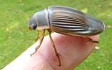 Dytique bord&eacute; (Dytiscus marginalis), femelle en main.