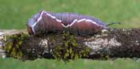 Grande queue fourchue (Cerura vinula) chenille s'appr&ecirc;tant &agrave; coconner.