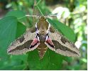 Sphinx de l'euphorbe sur le vif (3)